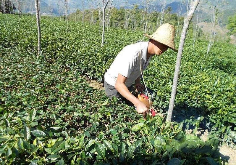 云南省玉溪市茶业概况概况简述