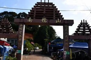 南糯山：年茶王树，全球古茶一山