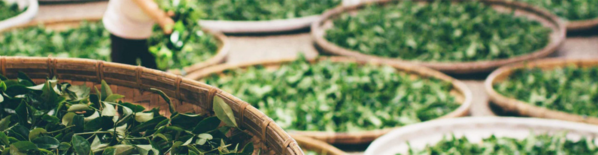 banner4